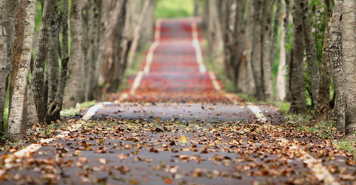 avenue, trees, road, nature, tree lined, woodlands, path, autumn, fall, fallen leaves, way, street