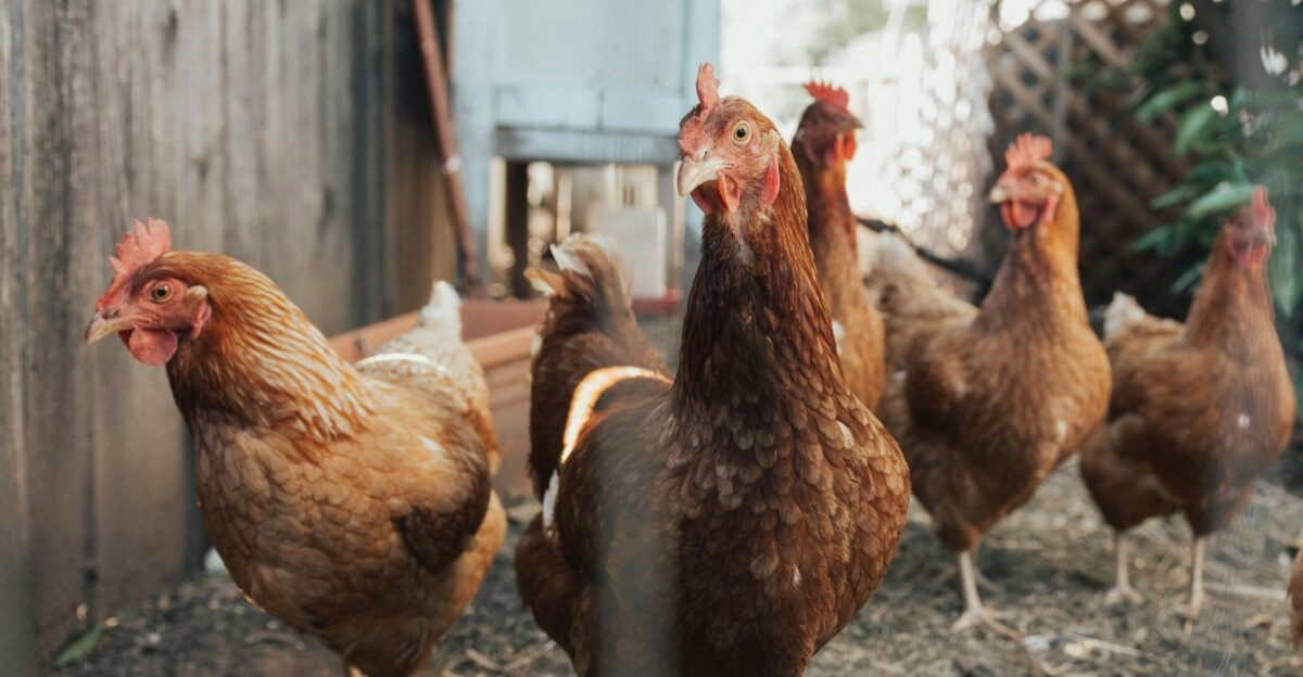 five brown hens on ground beside fence