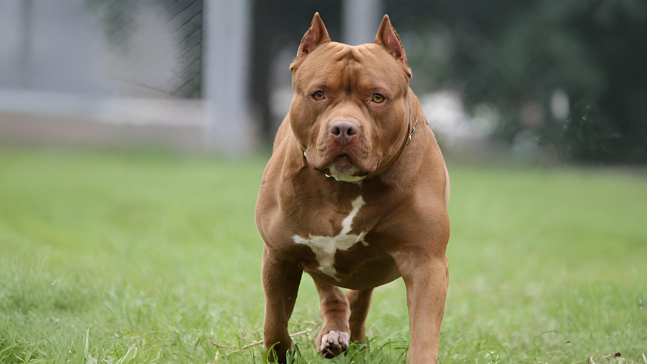 Top 10 Dog Breeds People Love, But Shouldn’t Keep as Pets