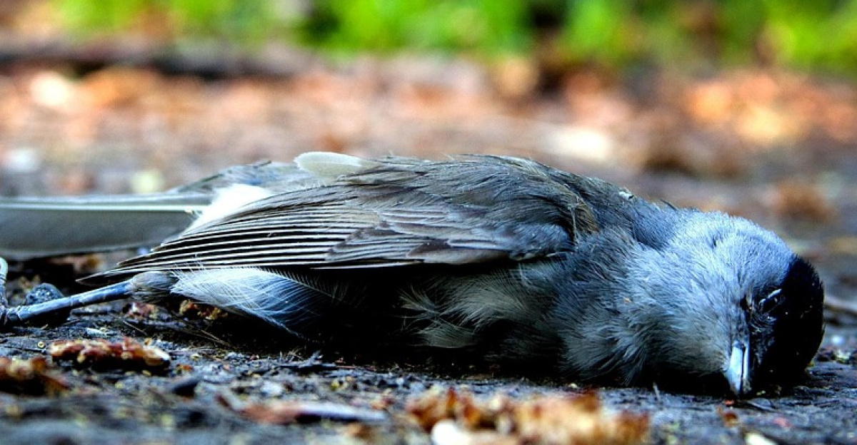 bird, to die, pain, nature, grief, decay, died, corpse, dead, lifeless, body, stiff