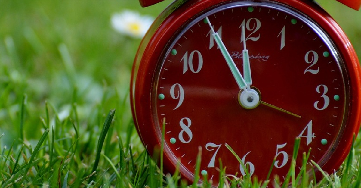 the eleventh hour, catastrophe, nature, alarm clock, clock, ring the bell, dial, beautiful flowers, pointer, hours, time display, flower background, time, meadow, flower wallpaper, flower, green
